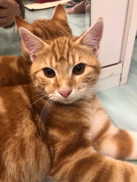 PIKACHU - M - Né le 20/04/2019 - Adopté en Février 2020