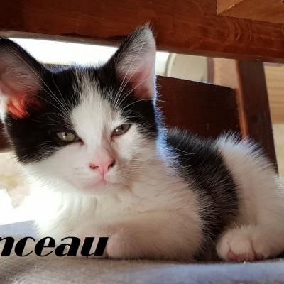 PINCEAU - M - Né le 15/04/2019 - Adopté en Août 2019