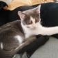 PIROU - M - Né le 01/05/2019 - Adopté en décembre 2019