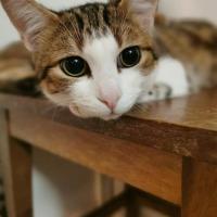 PISTACHE - M - Né le 10/05/2019 - Adopté en mars 2020