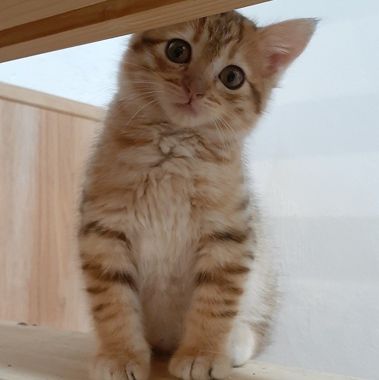 PITBULL - M - Né le 10/10/2019 - Adopté le 02/03/2020