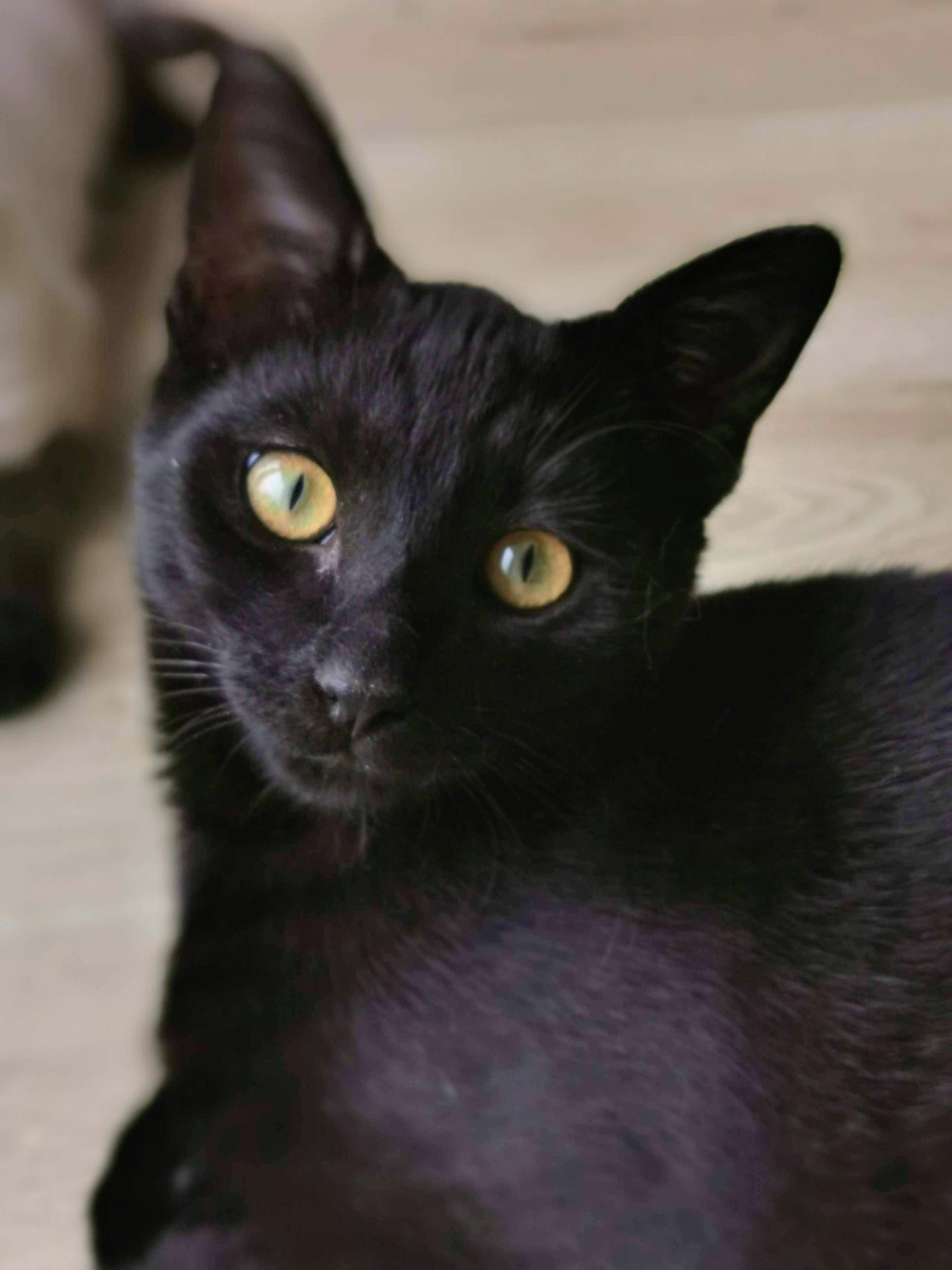 PITOU - PIXEL - M - Nés le 10/06/2019 - Adoptés en avril 2021