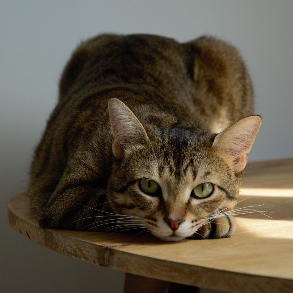 PITOU - PIXEL - M - Nés le 10/06/2019 - Adoptés en avril 2021