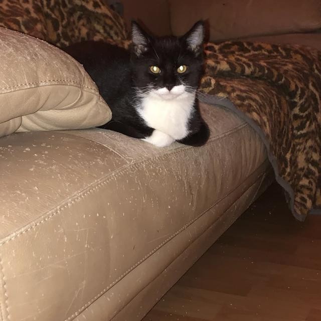 PLAY BOY - F - Née le 19/07/2020 - Adopté en Mars 2020