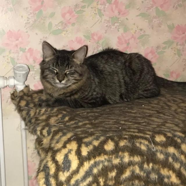 PLAYEUR - M - Né le 19/07/2019 - Adopté en mai 2020