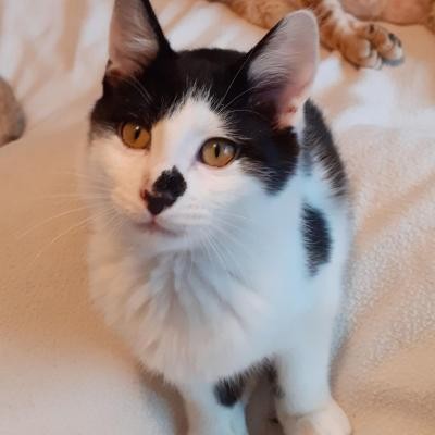 PLINECHA - M - Né le 10/10/2019 - Adopté le 02/03/2020