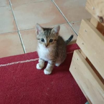 PLUME - F - Née le 09/05/2019 - Adoptée en juillet 2019