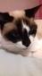 PLUMETTE - F - Née le 01/01/2019  - Adoptée en Décembre 2019