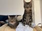 PLUTON & PLATON - Nés le 08/05/2019 - M -Adoptés en Décembre 2019