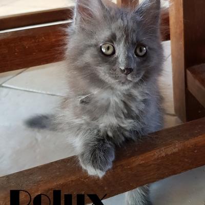 POLUX - M - Né le 15/04/2019 - Adopté en Août 2019