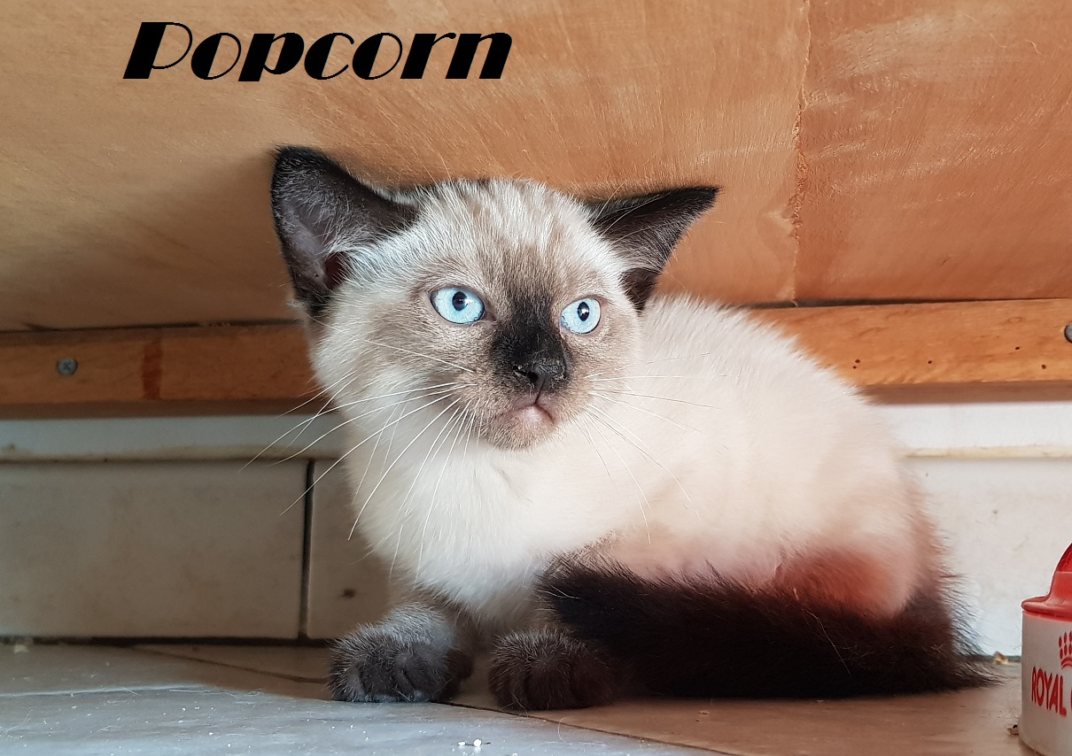 POP CORN - M - Né le 25/06/2019 - Adopté en Septembre 2019