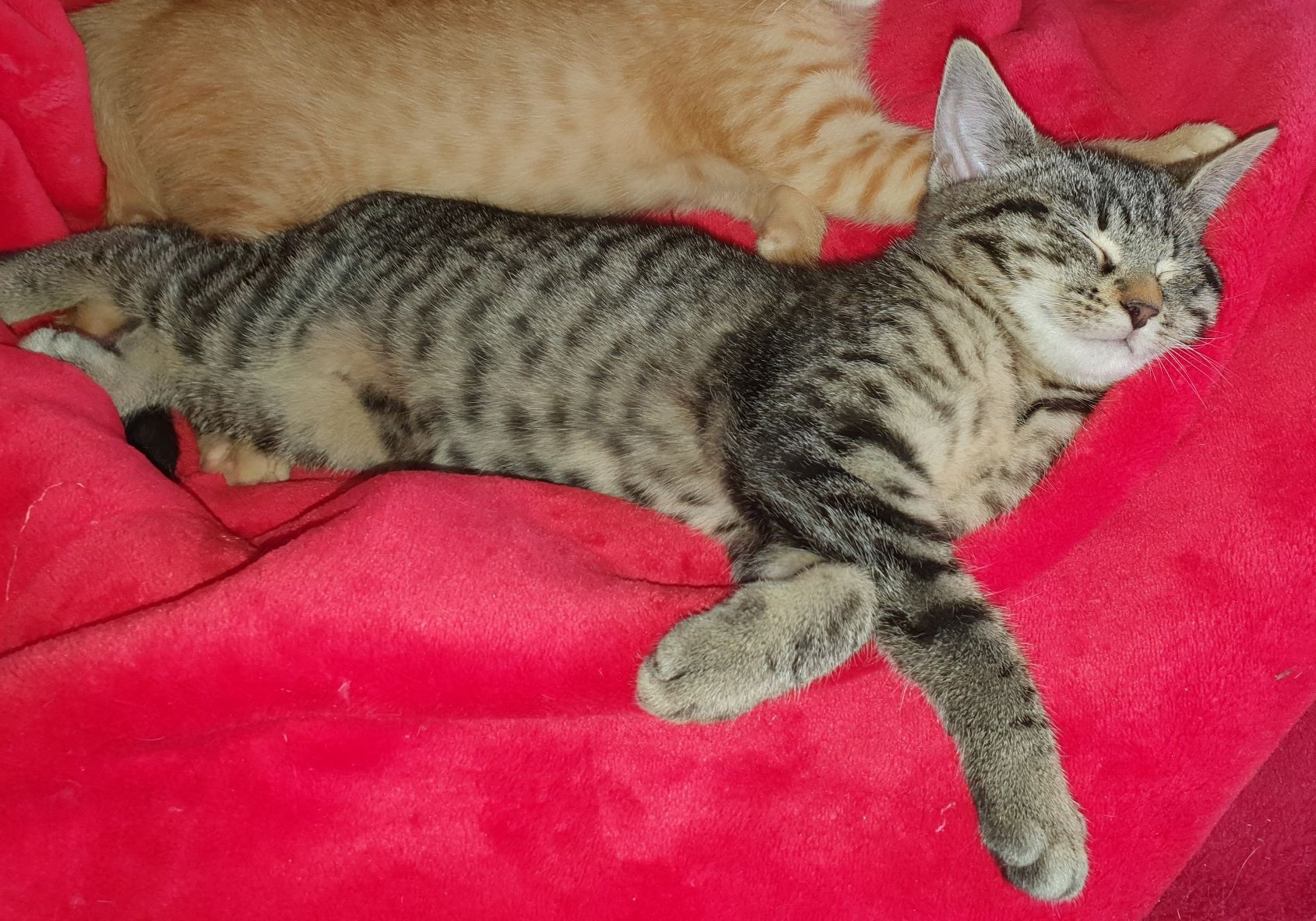 POPPINS - F - Née le 05/09/2019 - Adoptée en Janvier 2020