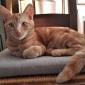 POTTER- M - Né le 01/05/2019 - Adopté en Décembre 2019