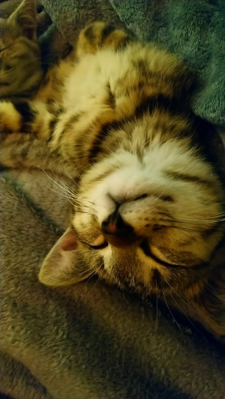 POUPY - M - Né le 25/10/2019 - Adopté en Février 2020