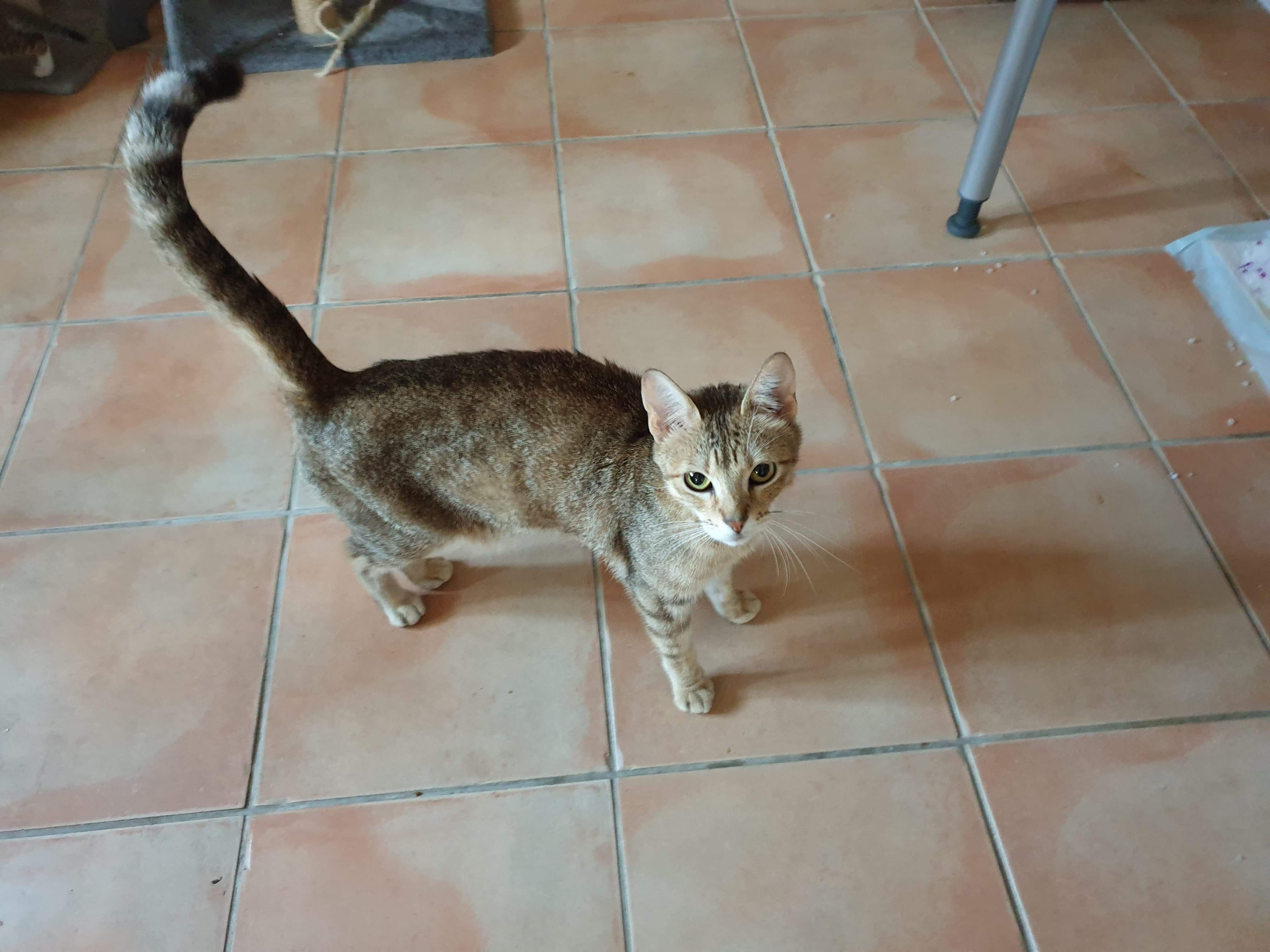 PRALINE - F - Née le 10/04/2017 - Adoptée en Septembre 2019