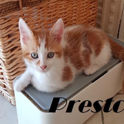 PRESTO - M - Né le 15/04/2019 - Adopté en Août 2019