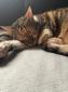 PRINCESSE - F - Née le 12/07/2016 - Adoptée en Novembre 2021