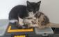 PRISCA - F - Née le 01/07/2019 - Adoptée en Décembre 2019