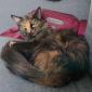 PRUDENCE - Née le 01/09/2018 - Adoptée  en décembre 2020