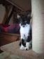 PUMBA - F - Née le 15/07/2019 - Adoptée en Novembre 2019
