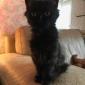 PUMKETTE - F - Née le 19/07/2019 - Adoptée en Décembre 2019