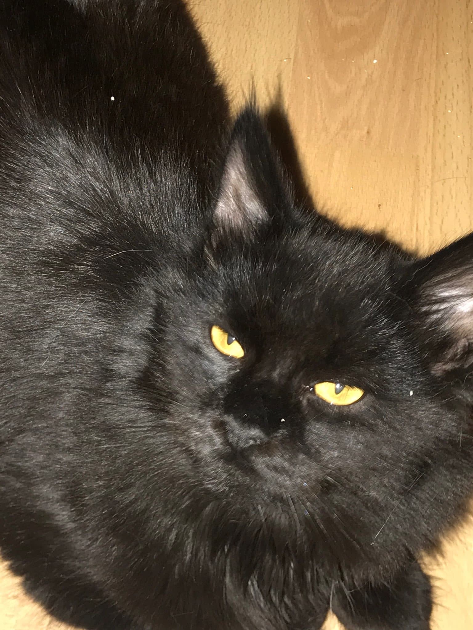 PUNKY - M - Né le 19/07/2019 - Adopté en Janvier 2020