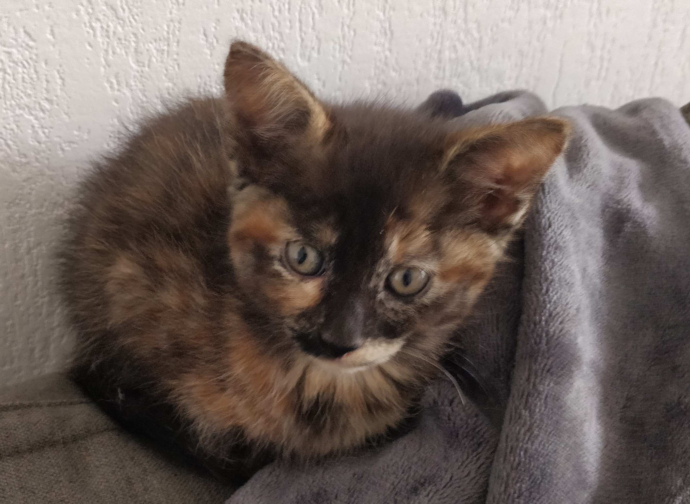 PURPLE - F - Née le 25/03/2019 - Adoptée en Septembre 2019