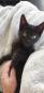 PUSSY - F - Née le 10/08/2019 - Adoptée en Décembre 2019