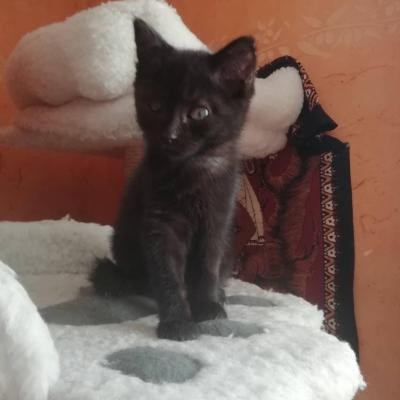 PYTHAGORE - M - Né le 20/09/2019  - Adopté en MArs 2020