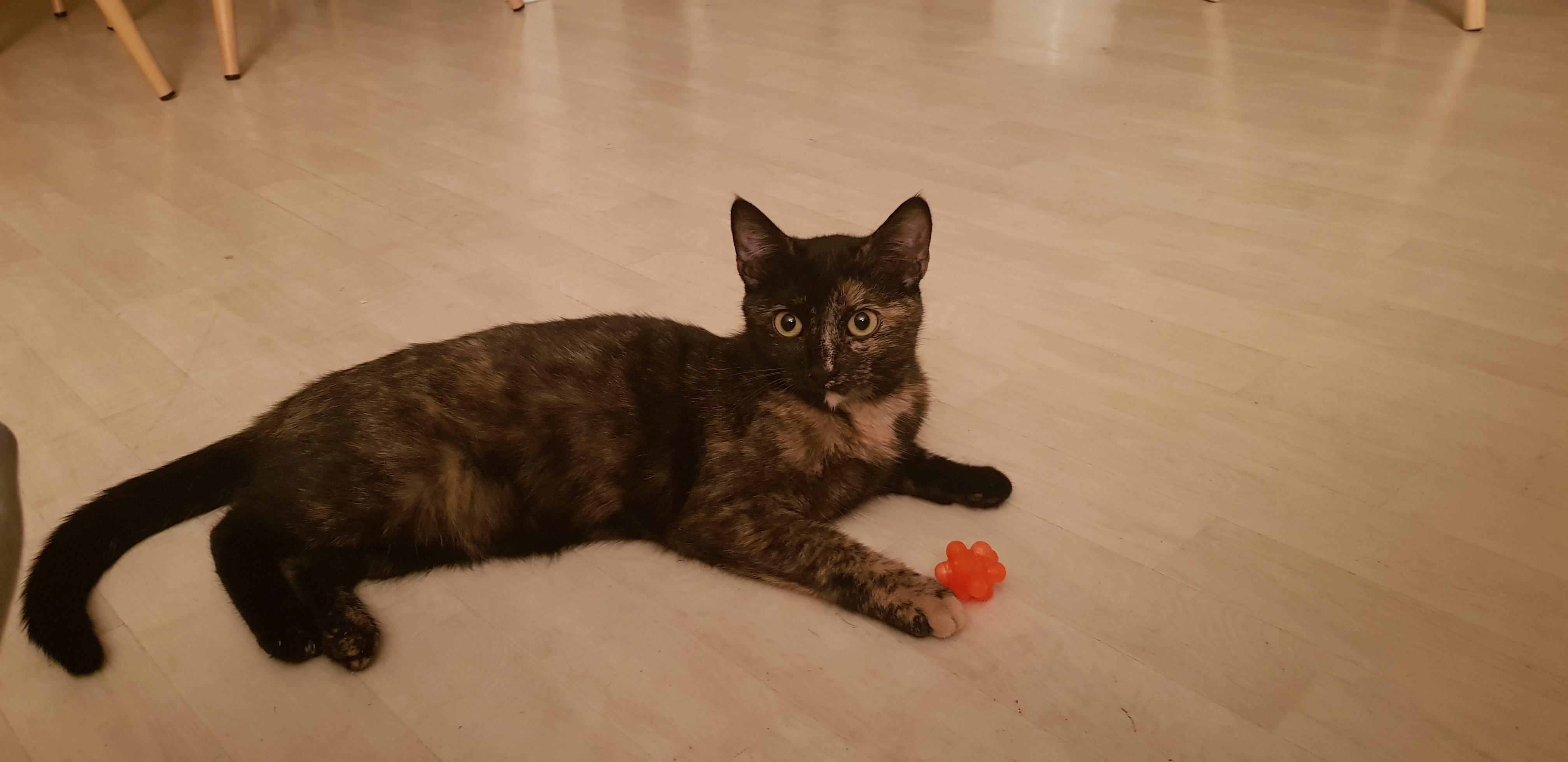 QUEENIE- F - Née le 01/05/2019 - Adoptée en Janvier 2020