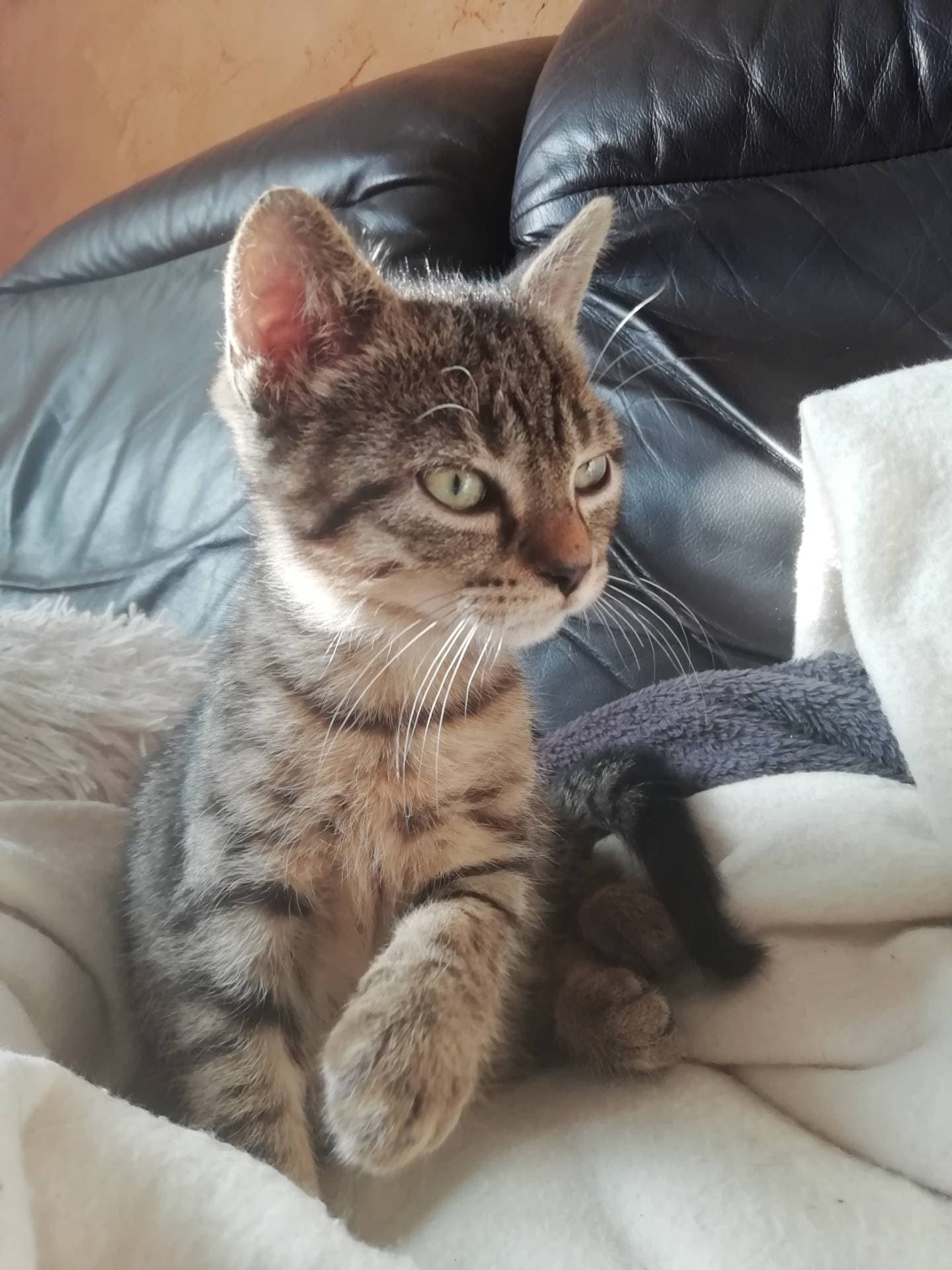 QUIDDISCH - M - Né le 20/09/2019 - Adoptée en Février 2020