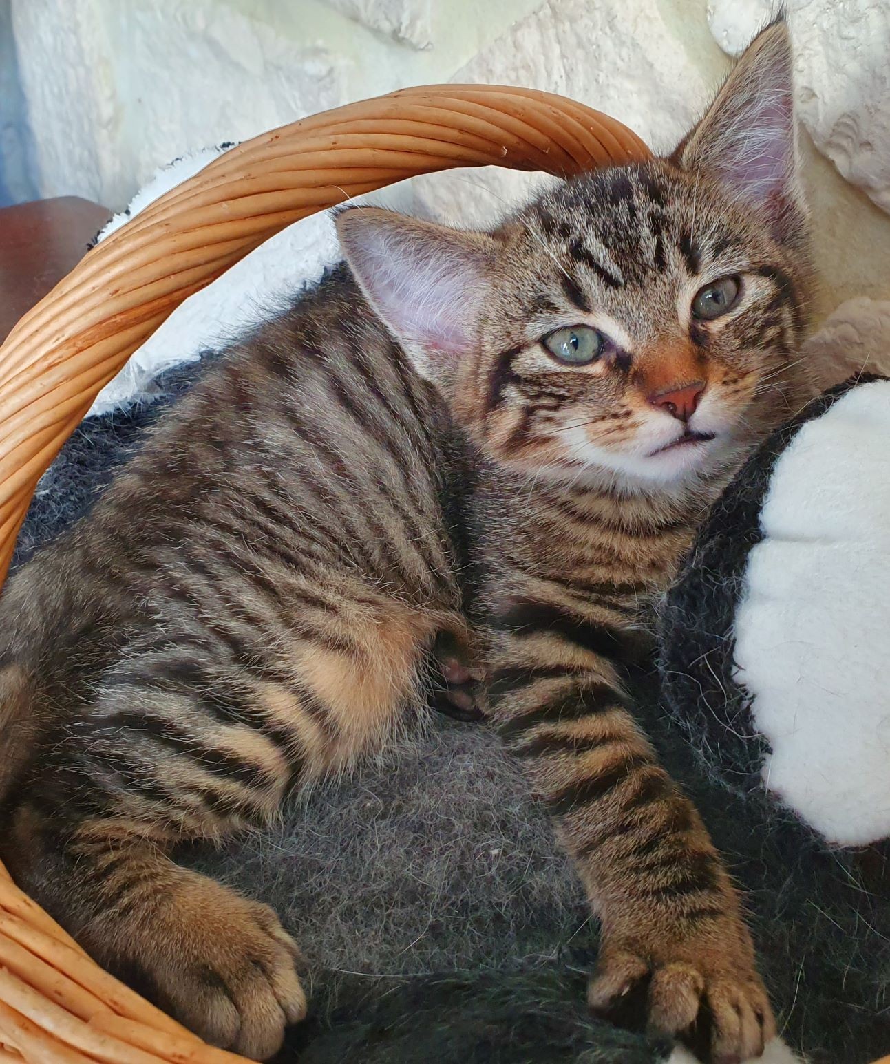 QUITO - M - Né le 05/09/2019 - Adopté en Janvier 2020