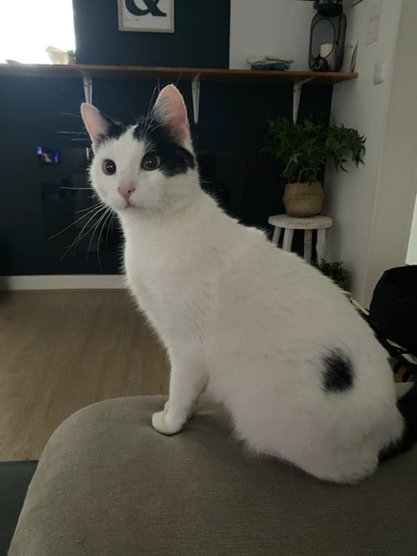 RACLETTE - F - Née le 01/09/2018 - Adoptée en janvier 2021