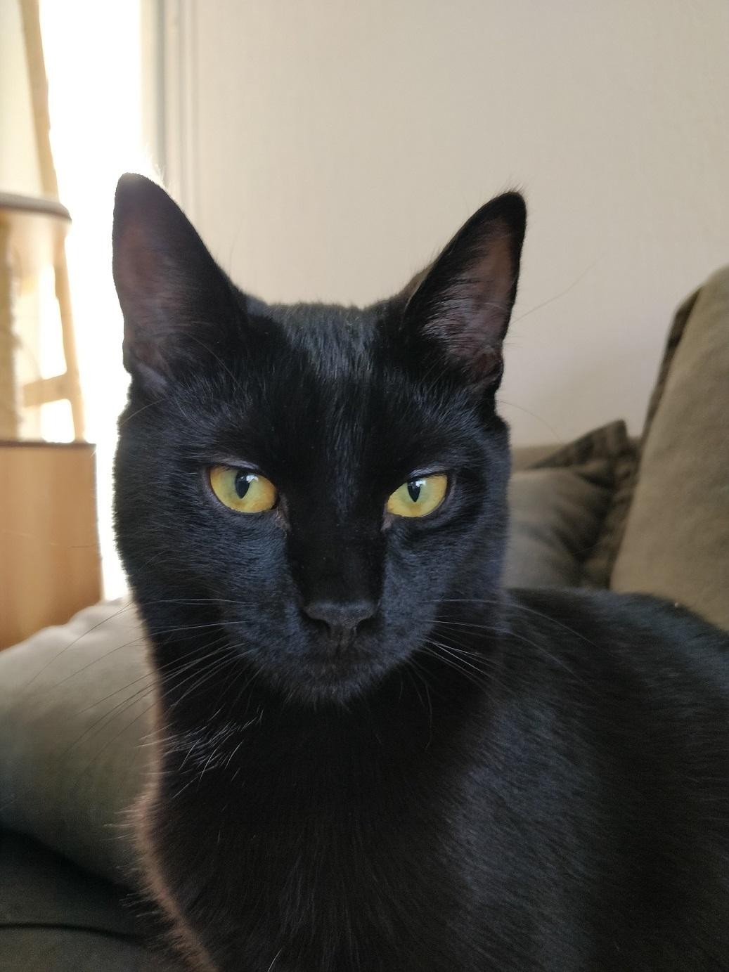 RAFIK - M - Né le 20/05/2020 - Adopté en mars 2021