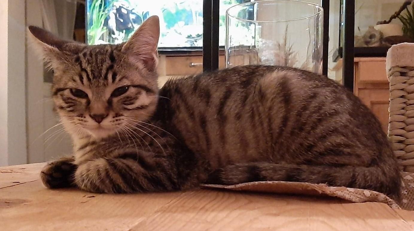 RAFTY  - M - Né le 01/10/2020 - Adopté en mars 2021