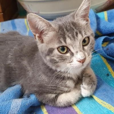 RAGAZZA - F - Née le 10/04/2020 - Adoptée en aout 2020