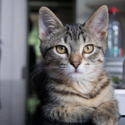 RAGGA - F - Née 15/04/2020 - Adoptée en aout 2020