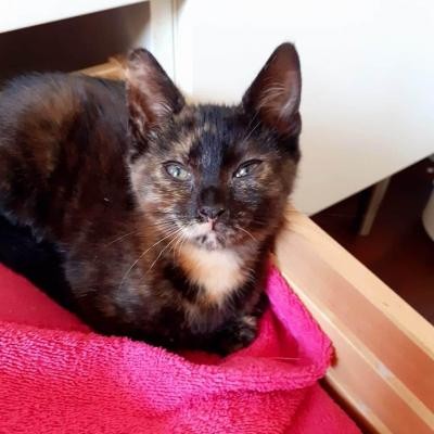 RAINETTE - F - Née le 01/05/2020 - Adoptée en septembre 2020