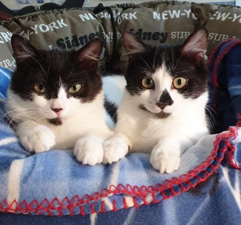 RAMBO ET RUBIS - M & F - Nés le le 01/11/2019 - Adoptés en Juin 2020