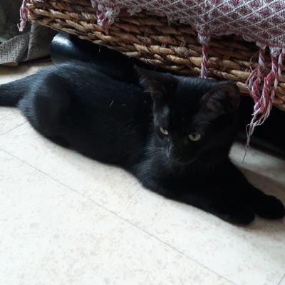 RAMSEY - M - Né le 01/05/2020 - Adopté en septembre 2020