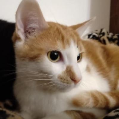 RAYMAN - M - Né le 04/07/2020 - Adopté en janvier 2021