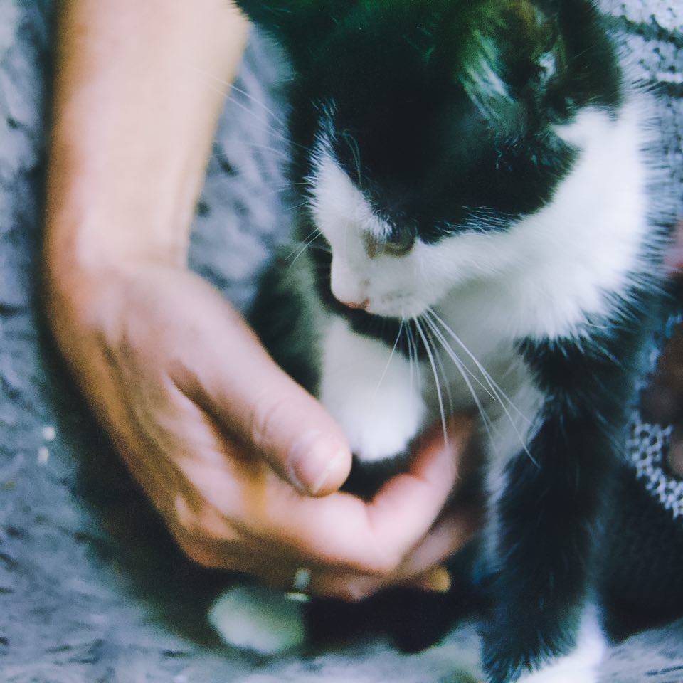 RAP- F - Née le 15/04/2020 - Adoptée en Aout 202