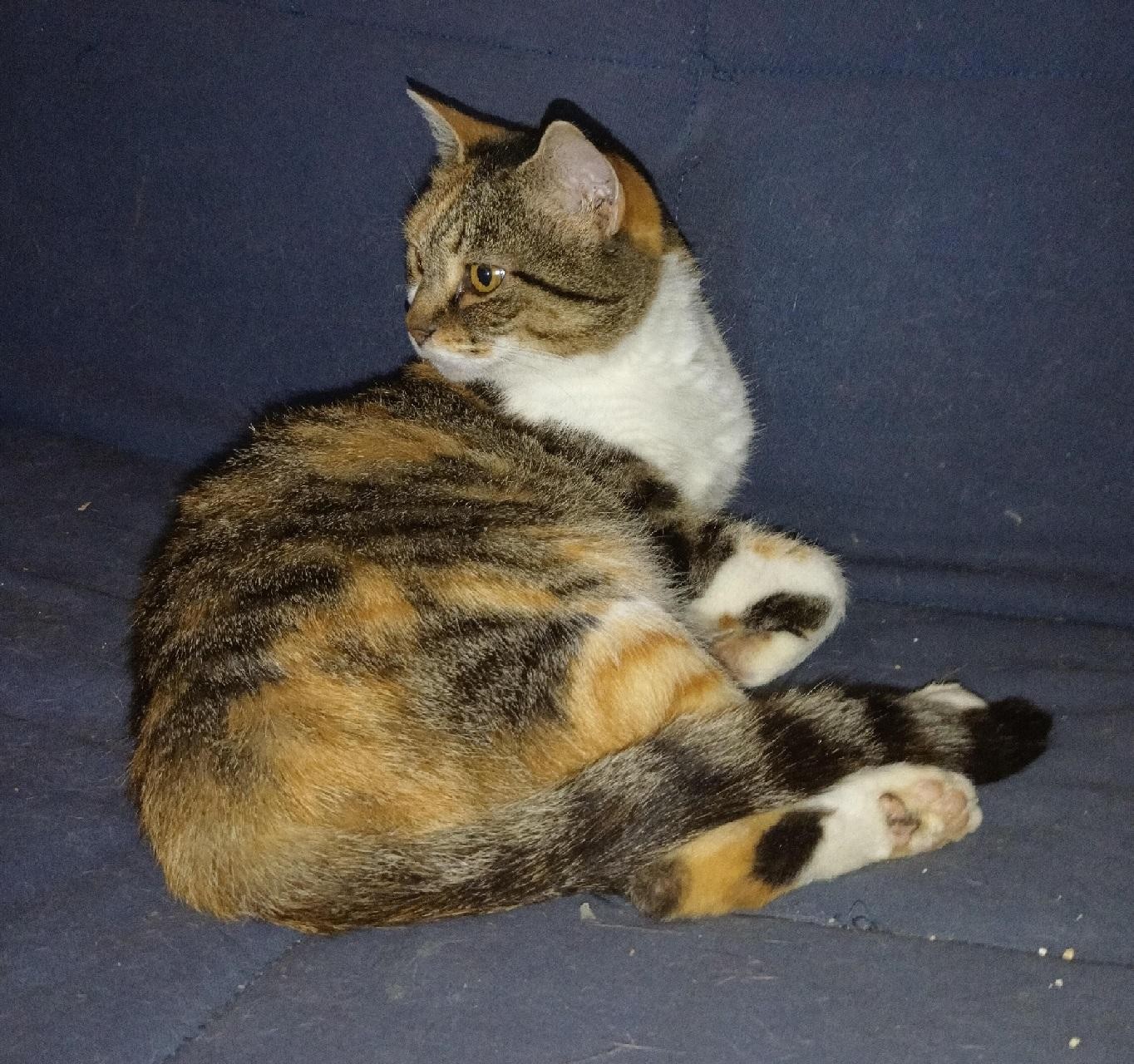 RAPSODIE - F - Née le 01/10/2017 - Adoptée en février 2021