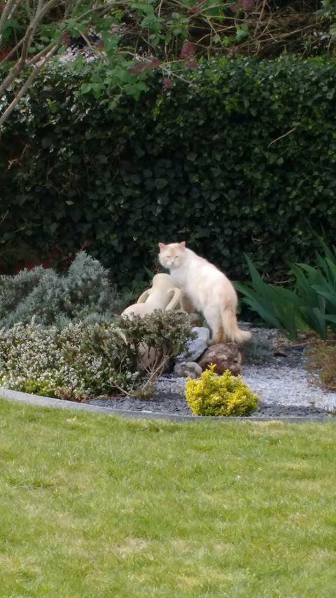 RASTA - M - Né le 01/01/2017 - Adopté en Janvier 2020