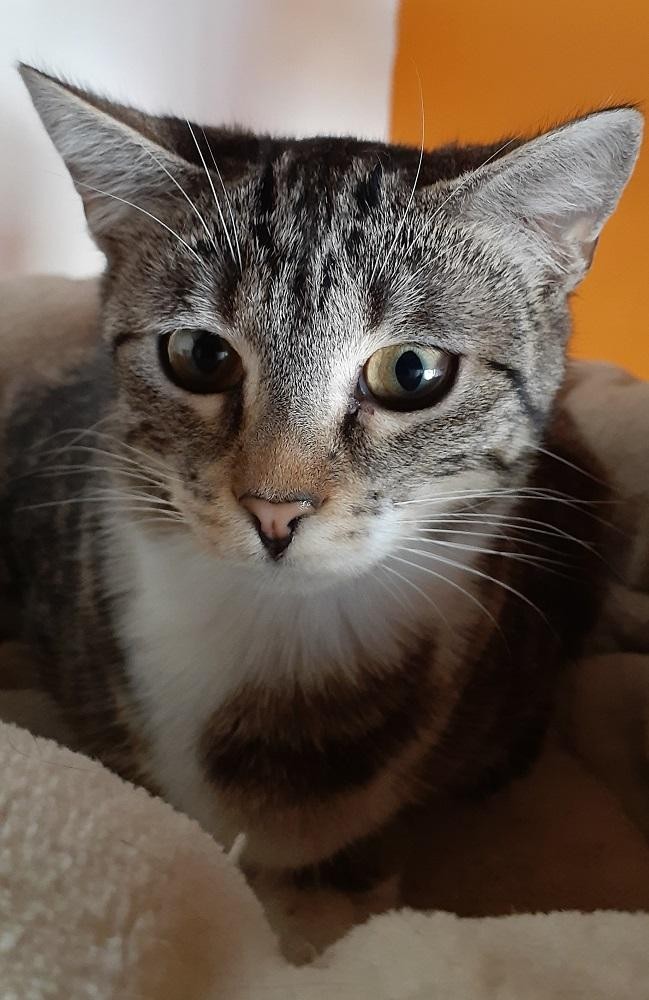 RASTABAN - F - Née le 01/09/2020 - Adoptée en avril 2021