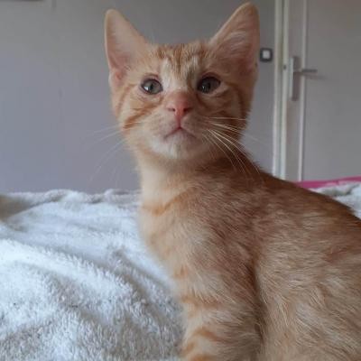 RAVAGE - M - Né le 01/05/2020 - Adopté en Aout 2020