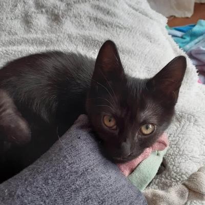 RAVEN - F - Née le 01/05/2020 - Adoptée en septembre 2020