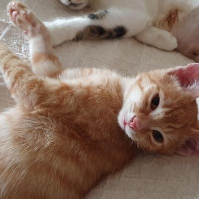 RAVIOLI - M - Né le 10/04/2020 - Adopté en septembre 2020