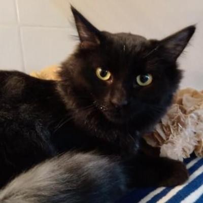 RANTANPLAN - M - Né le 04/07/2020 - Adopté en janvier 2021