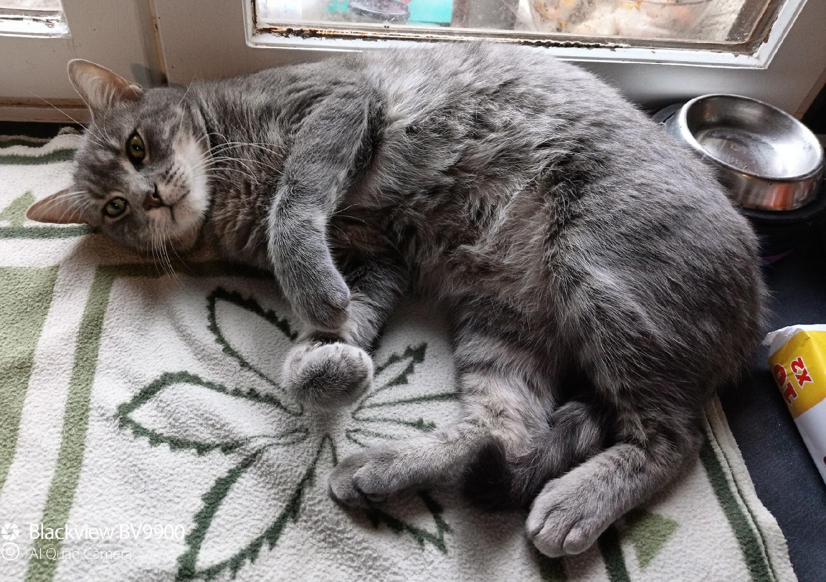 RAYMOND - M - Né le 01/01/2015 - Adopté en janvier 2021